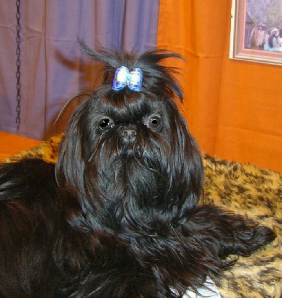 A khi tha black pearl du c.de chadocay