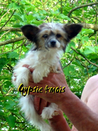 Gypsie Du val d'éon