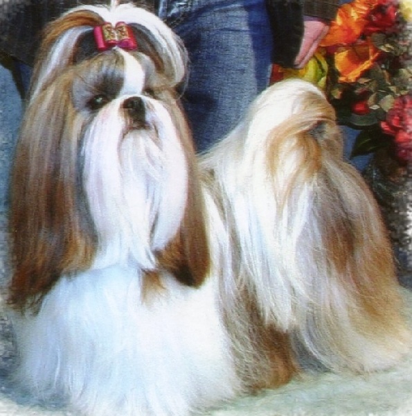 CH. Bella rossa Du val d'éon