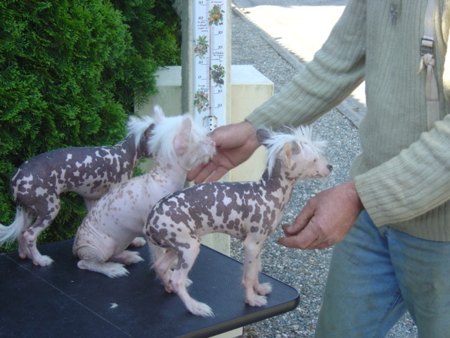 Chiot Chien chinois à crête Du val d'éon